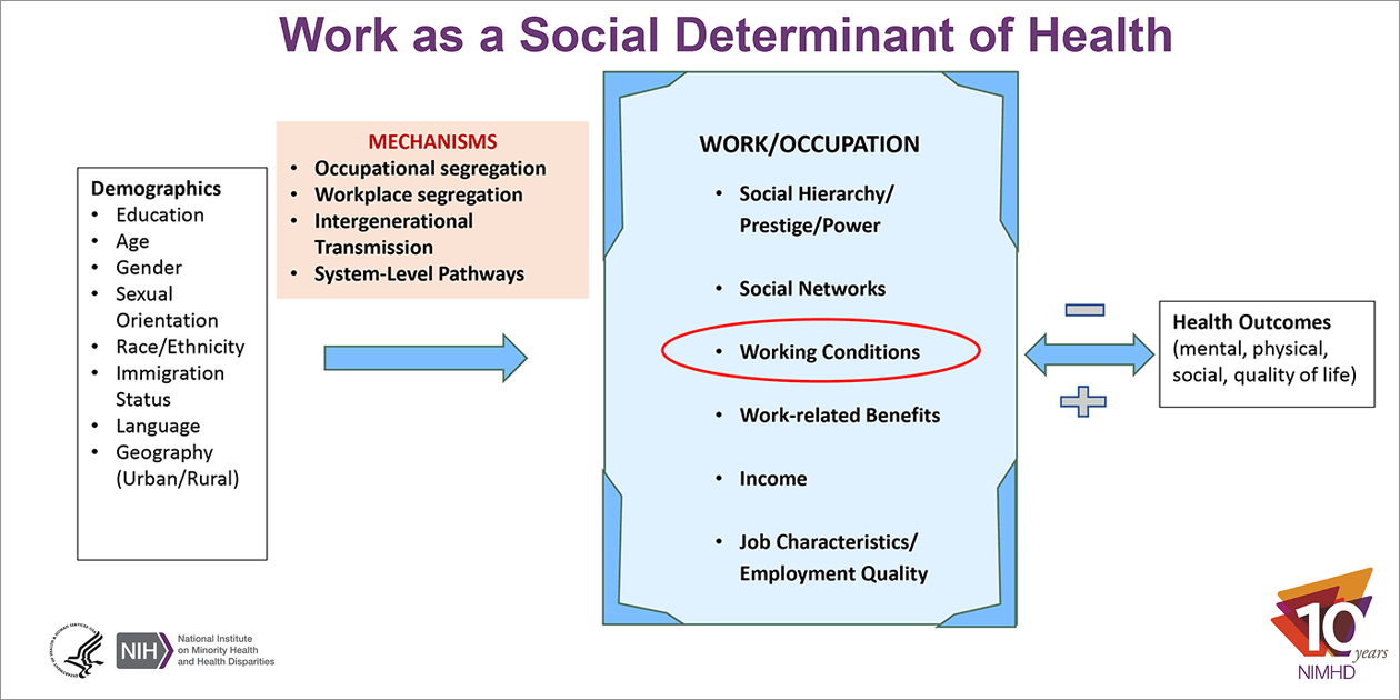 This horizontal flow chart presents the conceptual ingredients that contribute to work as a social determinant of health: demographics, mechanisms, work/occupation conceptualization, and health outcomes. The first box, Demographics, lists Education, Gender, Age, Sexual Orientation, Race/Ethnicity, Immigration Status, Language, and Geography (Urban/Rural), which are the social identities that shape the different experiences of work. The second box, Mechanisms, lists Occupational Segregation, Workplace Segregation, Intergenerational Transmission, and System-Level Pathways as key mechanisms through which work influences health disparities. An arrow under this box points right to the third box in the chart, Work/Occupation, which lists the different aspects of work: Social Hierarchy/Prestige/Power, Social Networks, Working Conditions, Work-related Benefits, Income, and Job Characteristics/Employment Quality. “Working Conditions” is circled in red because this is the most studied conceptualization of work in research examining the role of work in health disparities. Next in the flowchart, an arrow with a minus sign above and a plus below points both left to the Work/Occupation box and right to the last box, Health Outcomes, designating the positive and negative impacts of work on health outcomes. Examples listed in the Health Outcomes box are mental, physical, social, and quality of life.