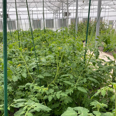 Photo of a green house